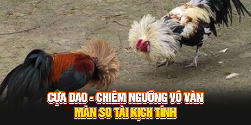 cua-dao-chiem-nguong-vo-van-man-so-tai-kich-tinh
