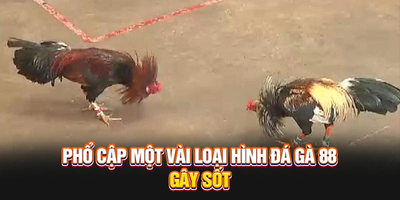 pho-cap-mot-vai-loai-hinh-da-ga-88-gay-sot